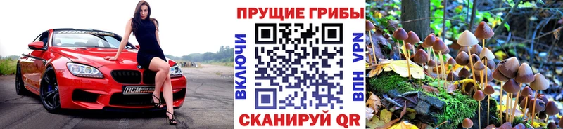 где купить   Александровск-Сахалинский  Галлюциногенные грибы MAGIC MUSHROOMS 